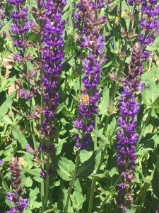 Feed the bees!